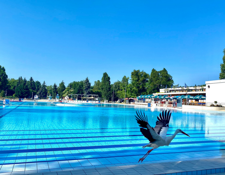 A Stork's Refreshing Dip: Palatinus Baths Welcomes an Unusual Visitor