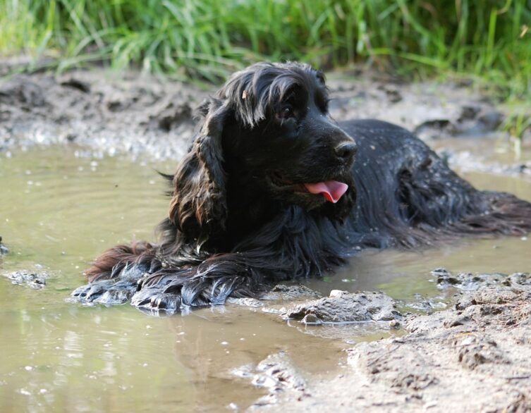 Keep Your Dog Safe and Cool During the Heatwave