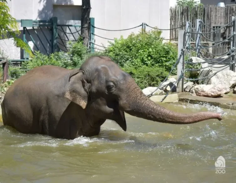 Budapest Zoo