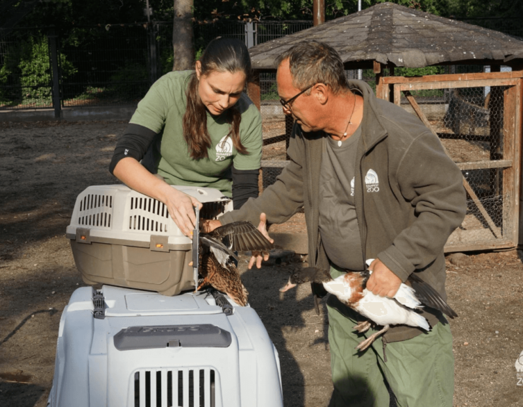 Margitsziget Petting Zoo Animals Moved to Safety