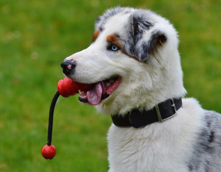 Dogz: A Festival For Pups and Humans Budapest