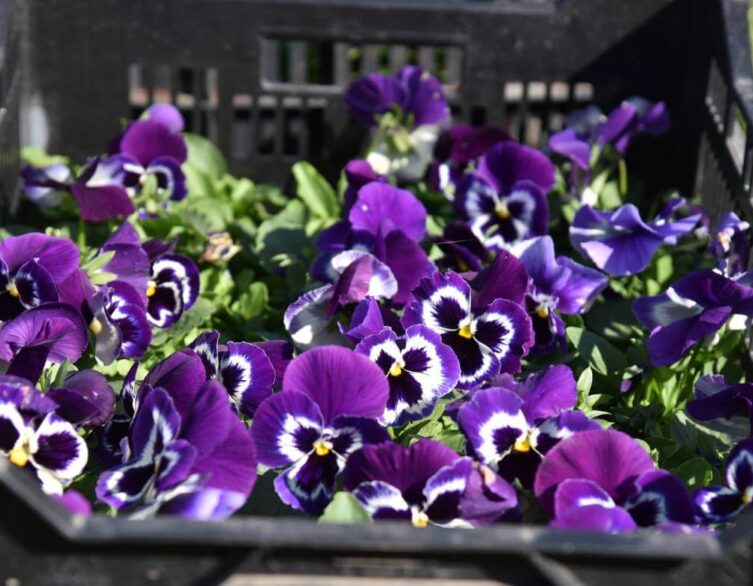 Budapest's Autumnal Gardening Transformation: Welcoming the Vibrant Pansies