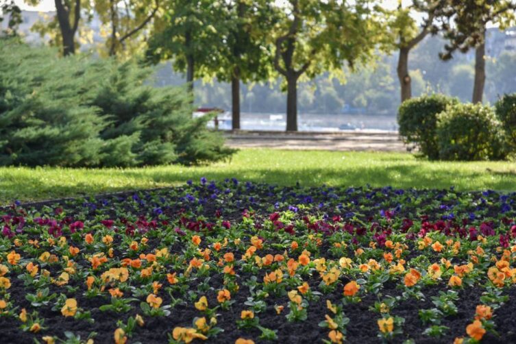 Flower bed on Margaret Island