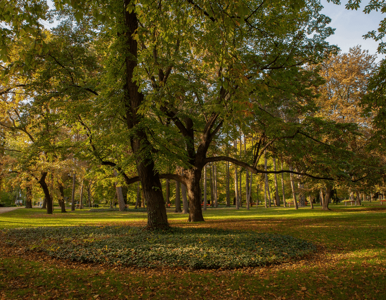 Autumn Serenity: Budapest's Most Beautiful Parks and Green Spaces