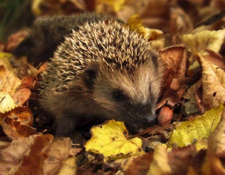 Budapest's Green Initiatives: Winter wonderland for Hedgehogs