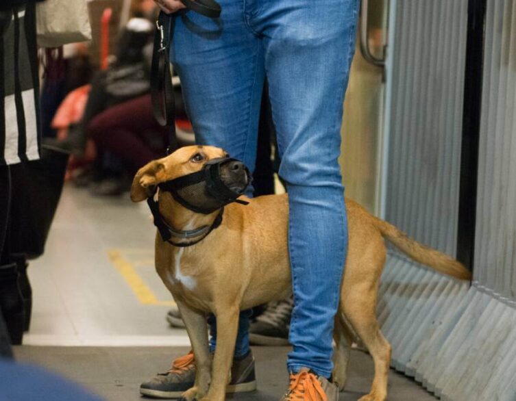 Budapest Introduces Free Dog and Bicycle Transportation on Public Transport for Pass Holders