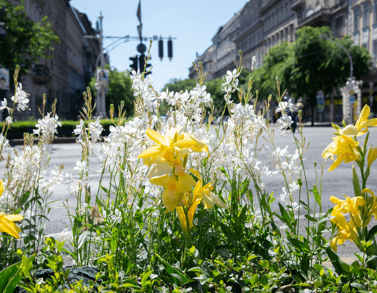 Budapest Blossoms: A Green Revolution in 2024