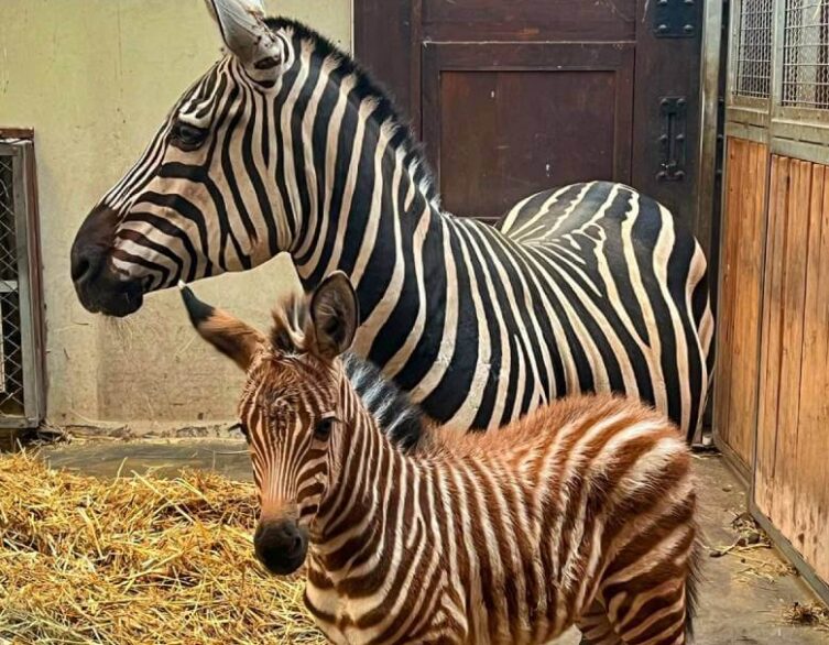 Cuteness Overload at Budapest Zoo: Fuzziest Zebra Foal Ever!