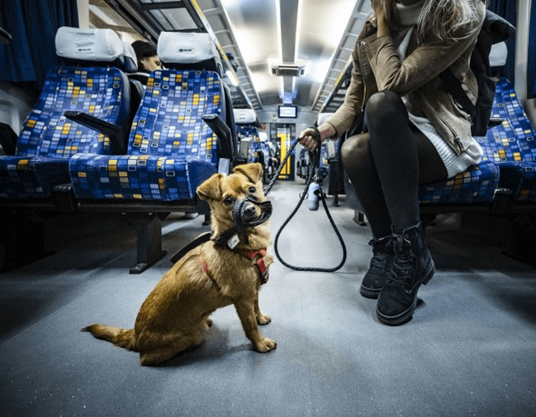 Free Dog and Bicycle Transport on MÁV Group Services within Budapest