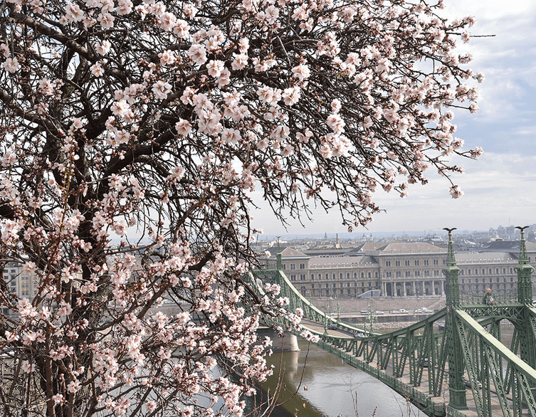 Blossoming Beauty: Discover Japanese Spring in Budapest in 2025