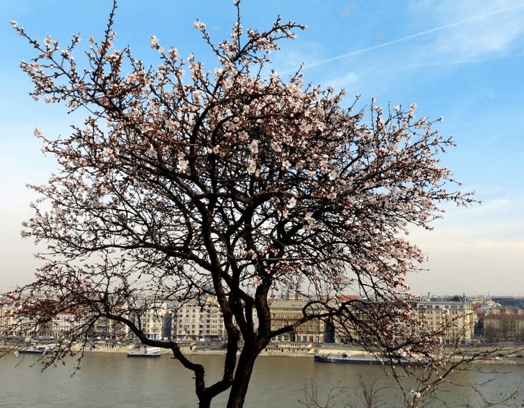 Budapest in Bloom: Discovering the Almond Trees of Gellért Hill