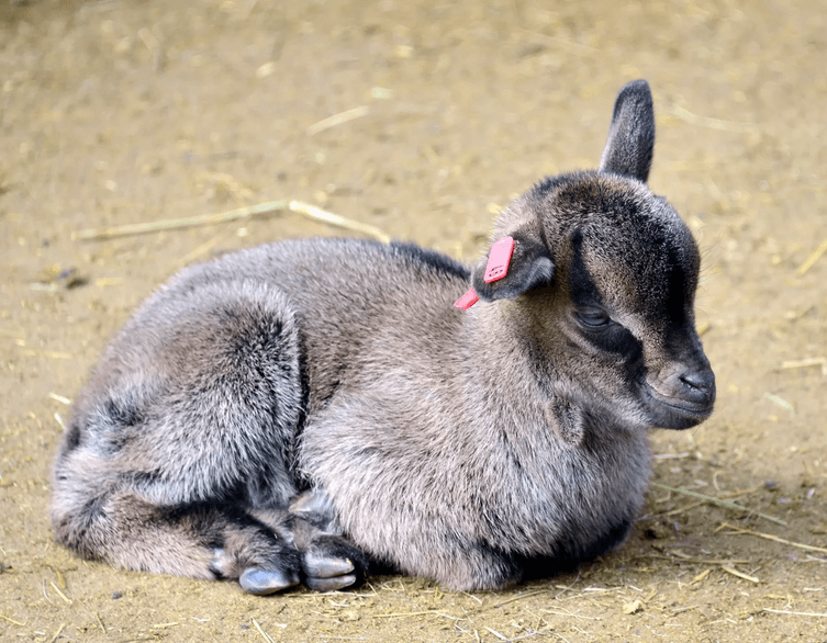 Budapest Zoo Closes Petting Area Amid Foot-and-Mouth Disease Concerns