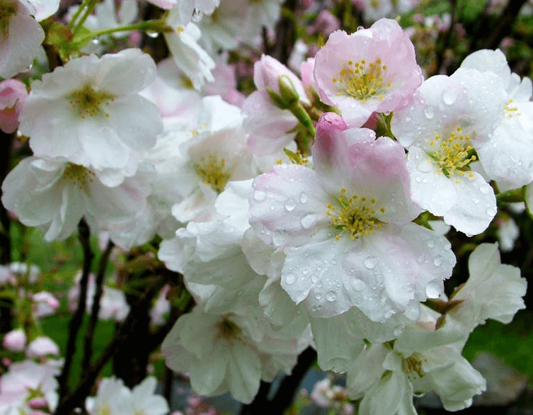 Discover the Magic of Japan at the Sakura Festival in Budapest