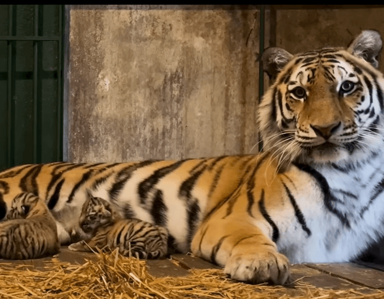 Budapest Zoo’s Cutest New Celebrities: Meet the Striped Squad!
