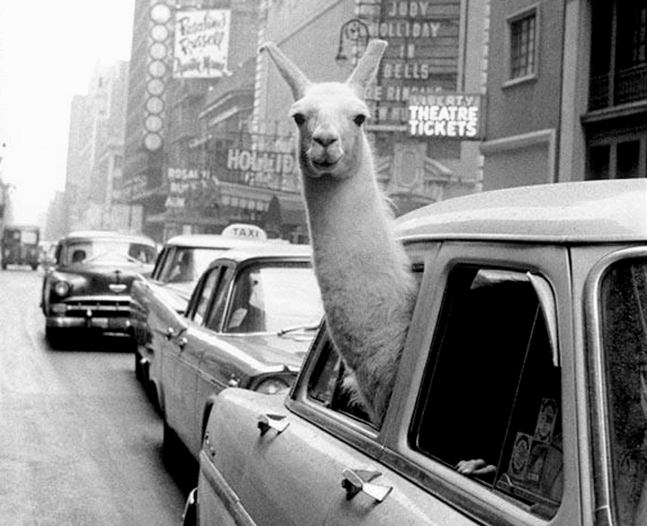 Americana: Explore the Spirit of America Through Cars and Photography at Mai Manó House