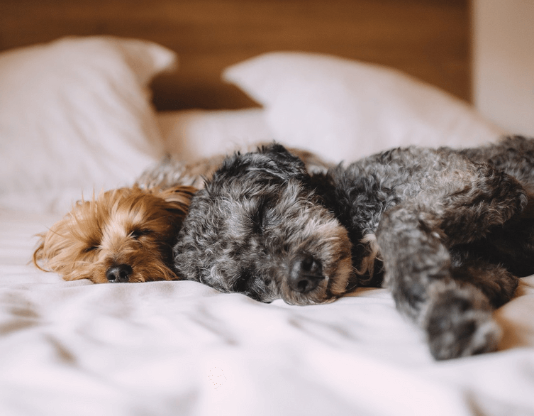 Budapest: Where Pet-Friendly Luxury Hotels Rule the World (Literally)