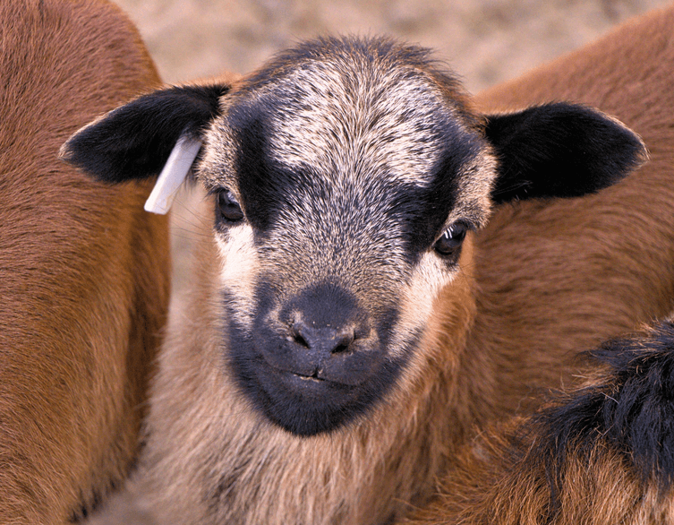Budapest Zoo’s Petting Zoo Reopens: Get Ready For the Cuteness Overload!