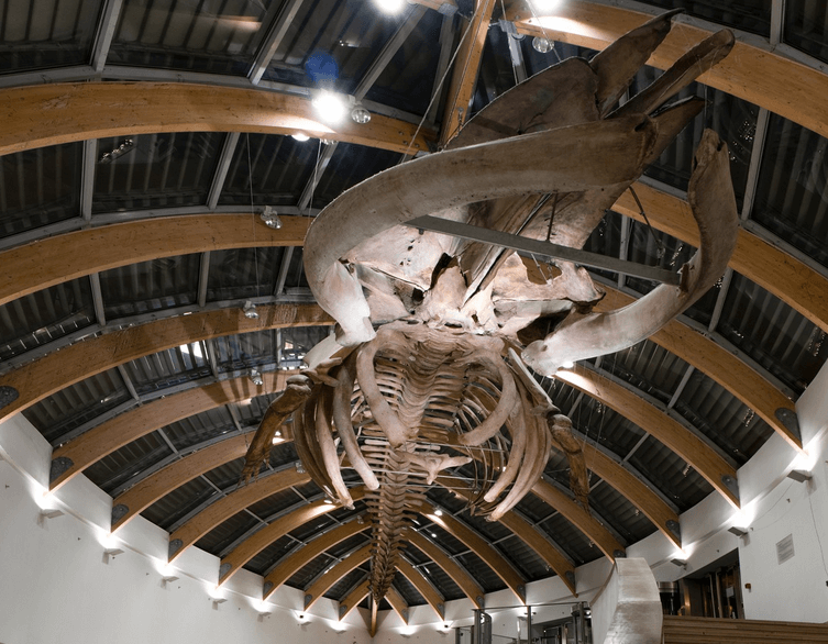 The Fin Whale Skeleton