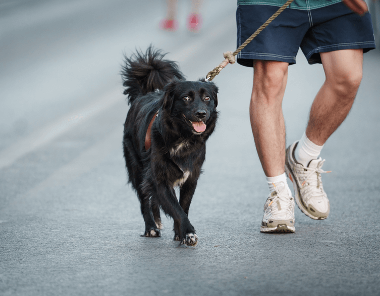 Budapest Braces for Extreme Heat: How To Take Care of Yourself and Your Pets