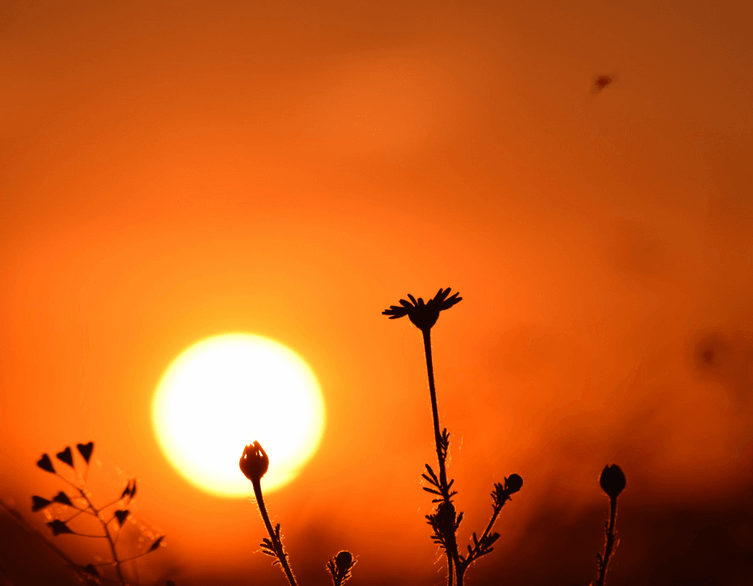 Budapest Issues First Heat Alert of Summer 2025 as Temperatures Set to Soar