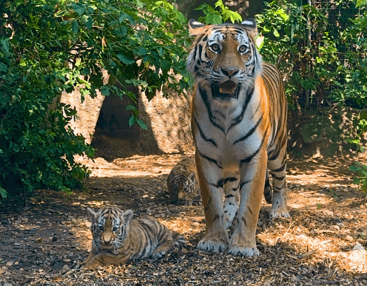 Budapest Zoo's Adorable Tiger Cubs Make Their Public Debut
