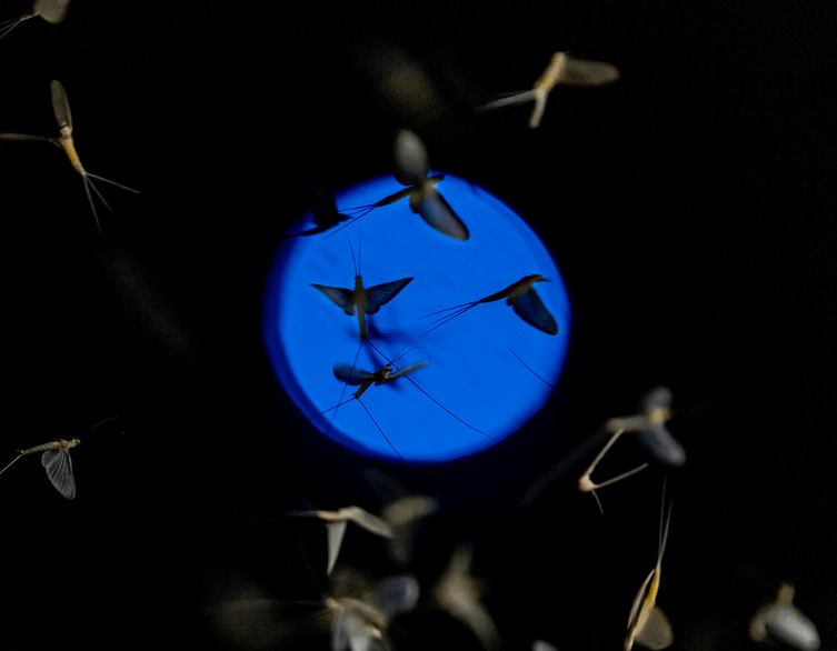 The Danube Blooms: Budapest's Magical Mayfly Dance Arrives Earlier Than Ever
