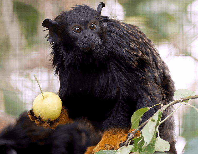 Budapest Zoo's Newest Stars: Ancient Olive Trees and Golden-Handed Party Animals