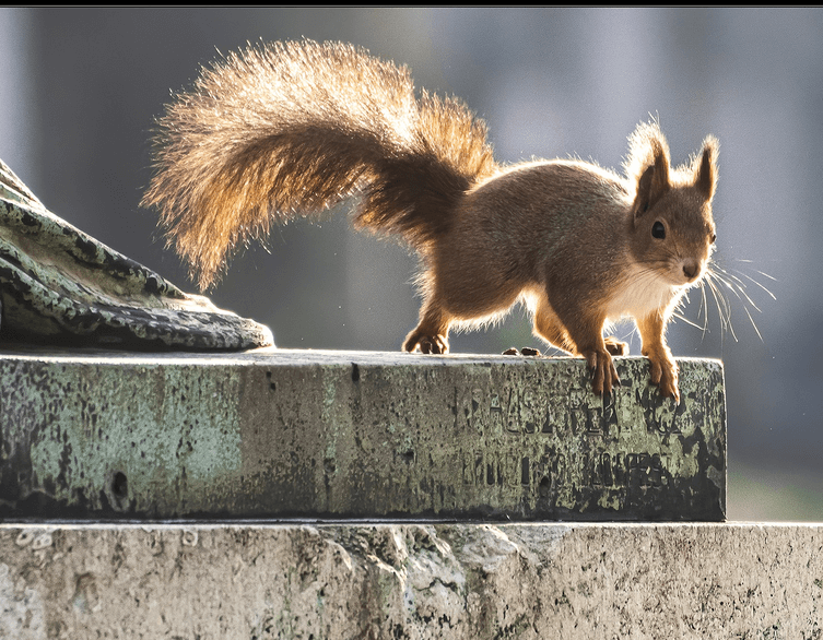 Red squirrels in the cemetery