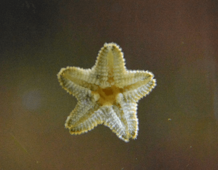 Inktober Budapest: Drawing a Starfish Without a Beach in Sight