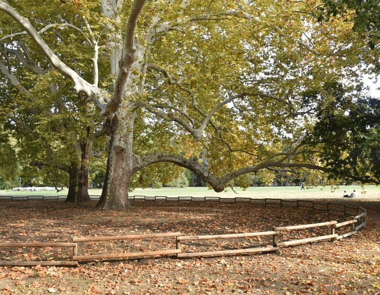 Protecting Ancient Giants on Margaret Island: Budapest's Historic Plane Trees Get Special Care