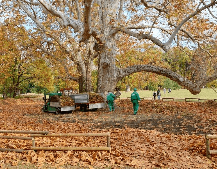 Budapest's Brilliant Autumn Leaf Strategy: Nature's Way of Saying "Relax, We've Got This"
