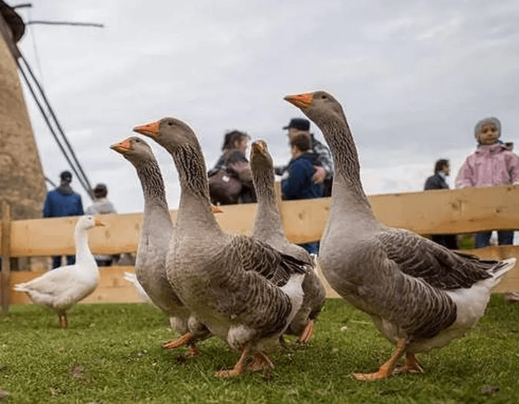 When Saints Hide in Goose Pens: The Delicious History of St. Martin's Day in Budapest