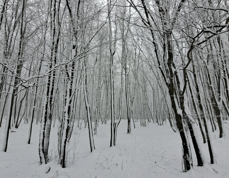 Will Budapest Have a White Christmas in 2025?