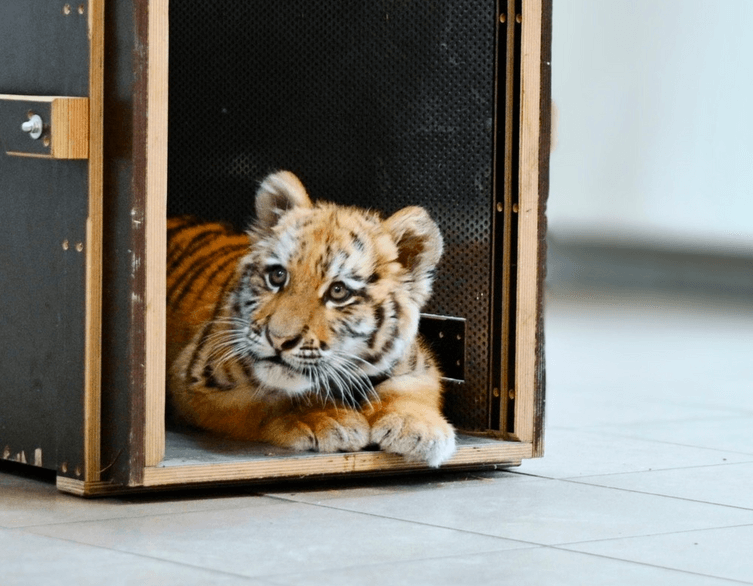 A Tiny Roar in Budapest: The Story of the Little Tiger Cub Capturing Hungary’s Heart