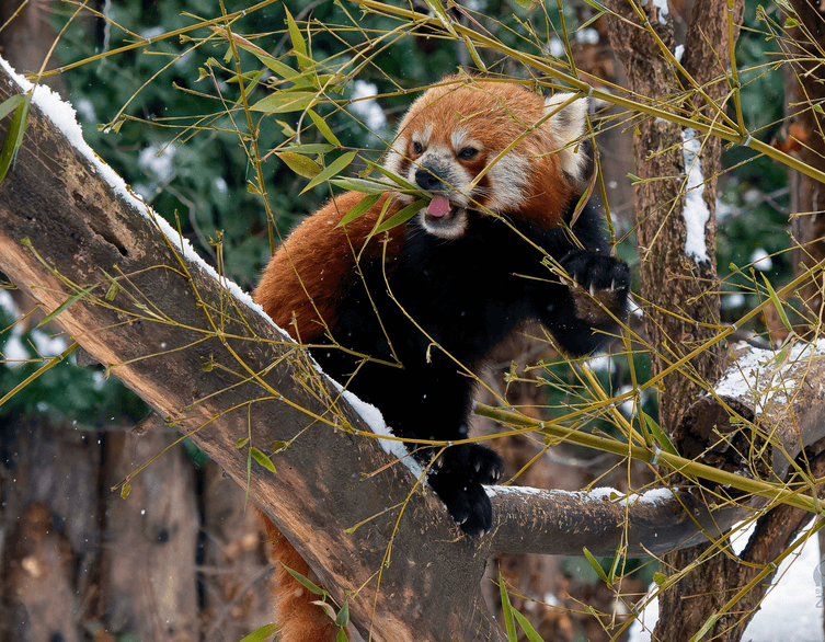 Budapest Zoo: Keeping It Green and Warm Even in the Coldest Winter