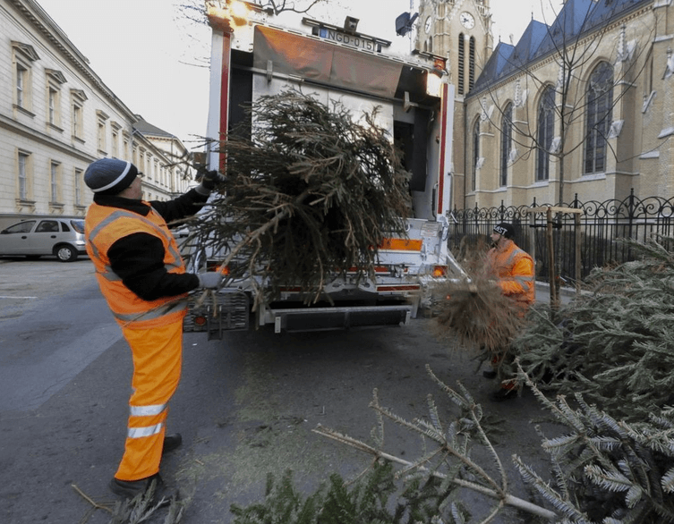 The Journey of Christmas Trees in Budapest: What Happens After the Holidays