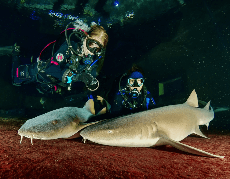 Shark School Budapest Zoo