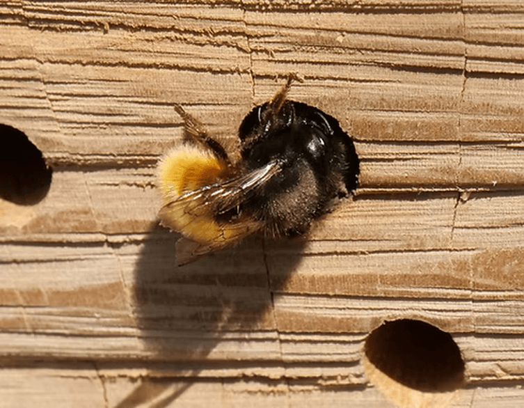 Bee hotel in Budapest