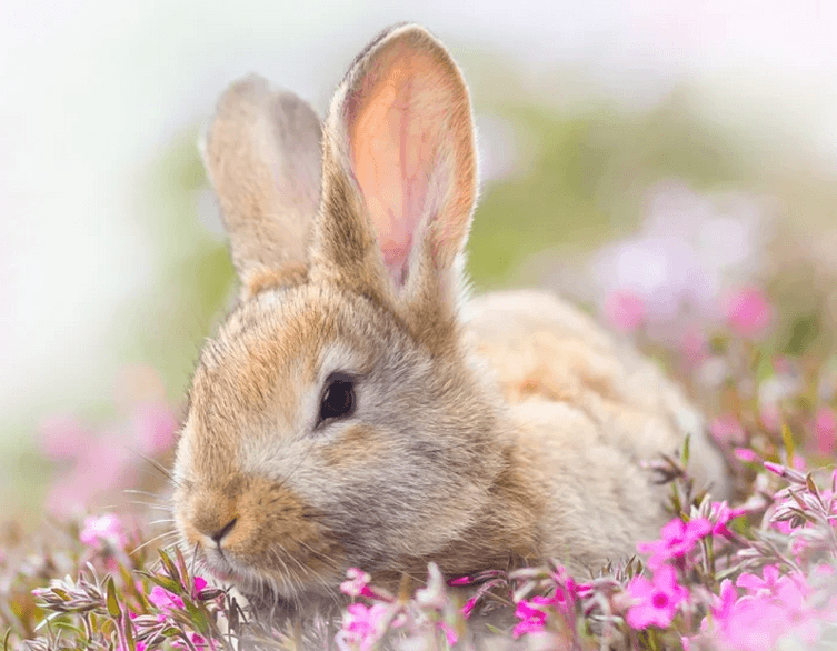 Easter at Budapest Zoo