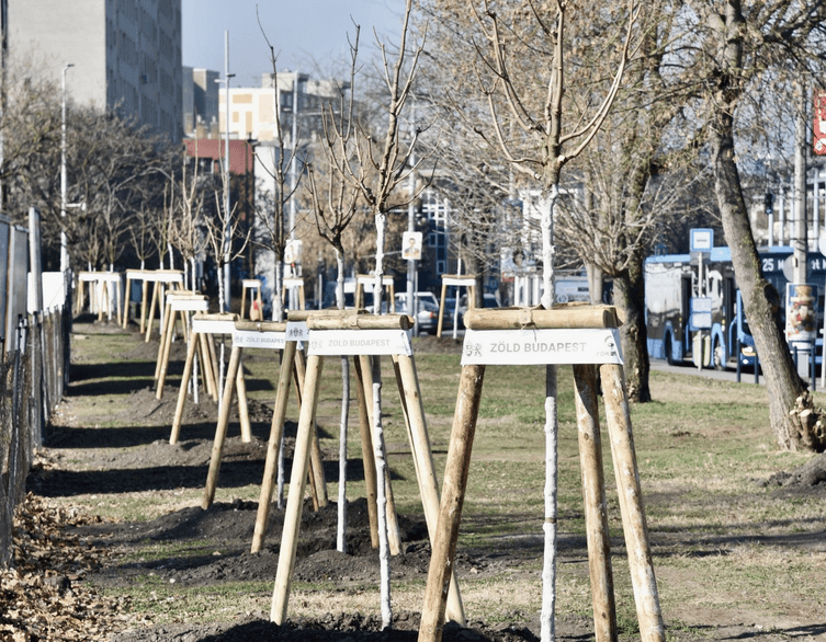 New Trees Planted Across the City
