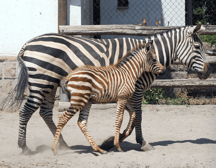 Baby zebra in the Zoo