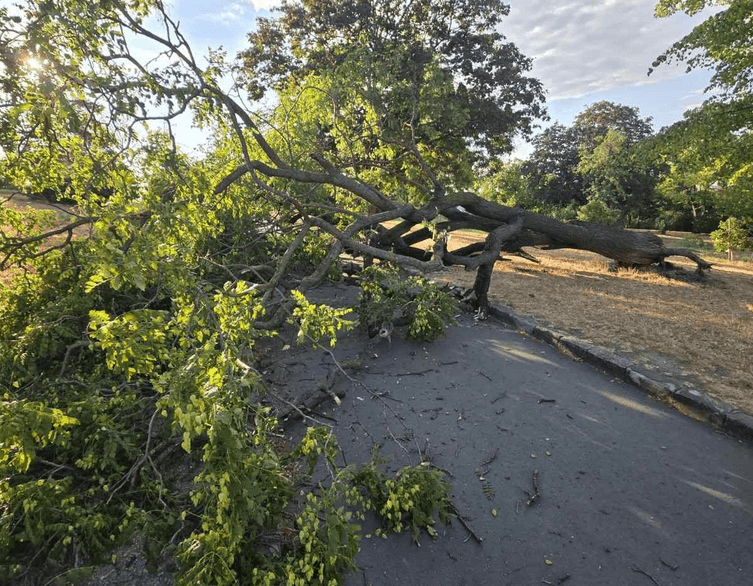 Fallen tree in Budapest