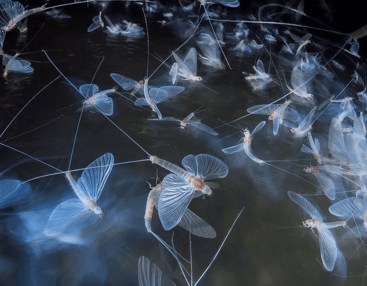 Danube Mayfly